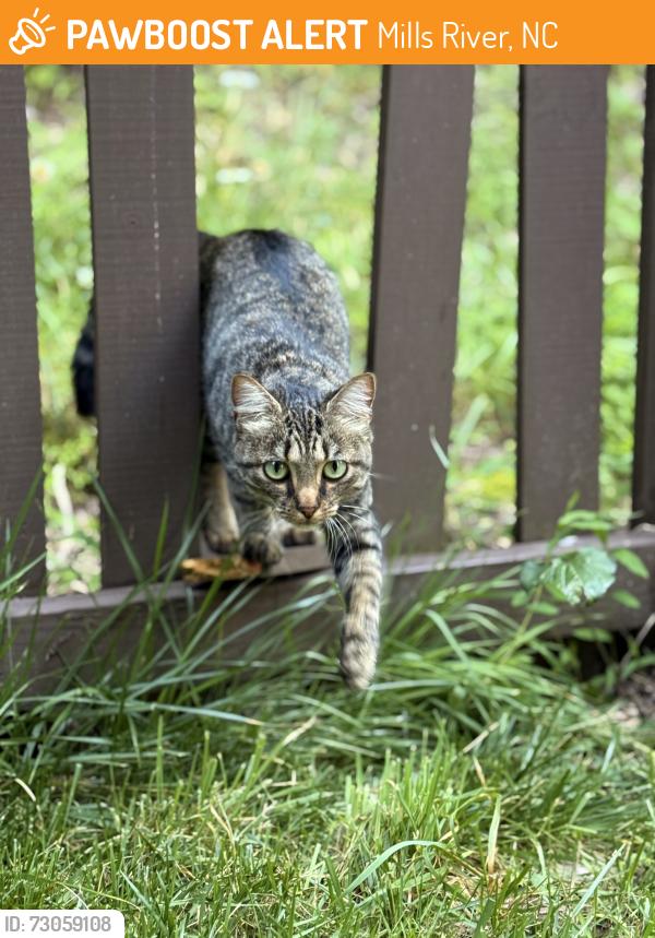Found/Stray Unknown Cat last seen On a street near the pool in High Vista., Mills River, NC 28759