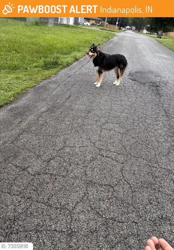 Found/Stray Unknown Dog last seen Thompson/135, Indianapolis, IN 46217
