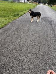 Found/Stray Unknown Dog last seen Thompson/135, Indianapolis, IN 46217
