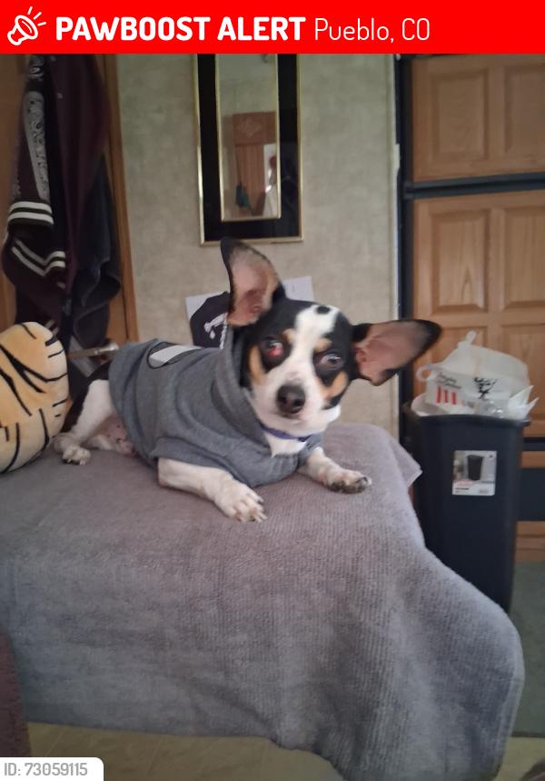Lost Male Dog last seen Colorado State Fair, Pueblo, CO 81004