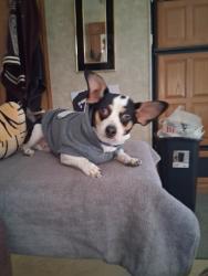 Lost Male Dog last seen Colorado State Fair, Pueblo, CO 81004