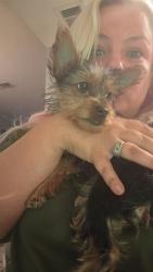 Reunited Female Dog last seen Eldron blvd & ruffin cir, Palm Bay, FL 32909
