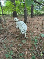 Found/Stray Unknown Dog last seen Norman park and south Holden, Greensboro, NC 27406