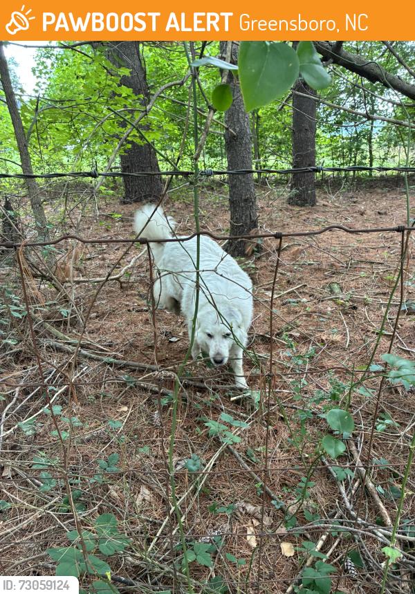 Found/Stray Unknown Dog last seen Norman park and south Holden, Greensboro, NC 27406