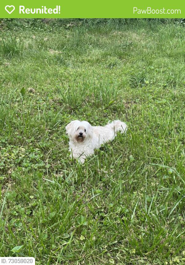 Reunited Male Dog last seen Adam’s & Wilcox , Elgin, IL 60123