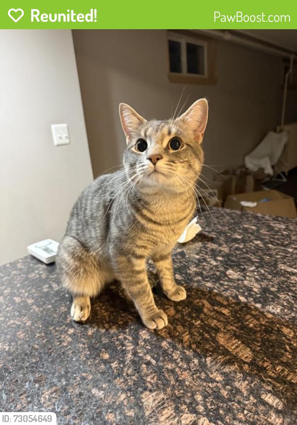 Reunited Male Cat last seen Near N Harrison St, Arlington, VA 22205, USA, Arlington, VA 22205