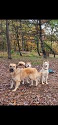 Lost Male Dog last seen Douglas Dam Rd (139)/25w, Strawberry Plains, TN 37871