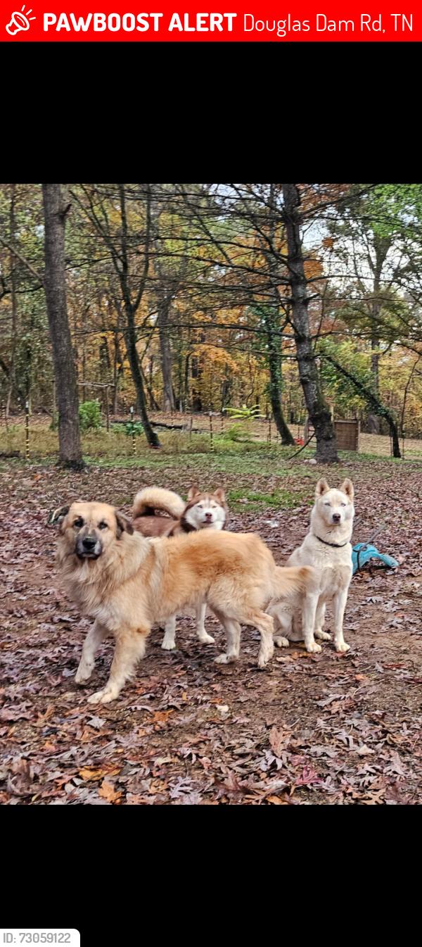Lost Male Dog last seen Douglas Dam Rd (139)/25w, Strawberry Plains, TN 37871