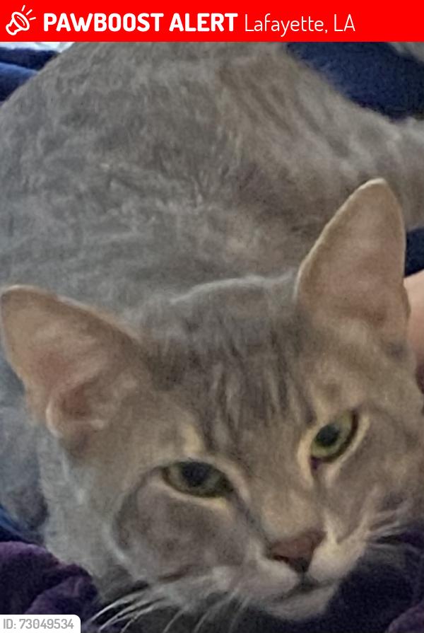 Lost Male Cat last seen Brighton Drive, Lafayette, LA 70503