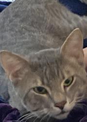 Lost Male Cat last seen Brighton Drive, Lafayette, LA 70503