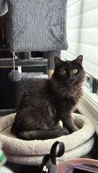 Lost Female Cat last seen Near sunlit drive, Watchung, NJ 07069
