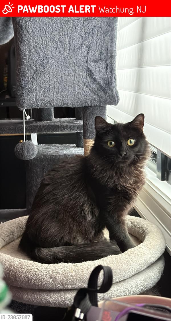 Lost Female Cat last seen Near sunlit drive, Watchung, NJ 07069