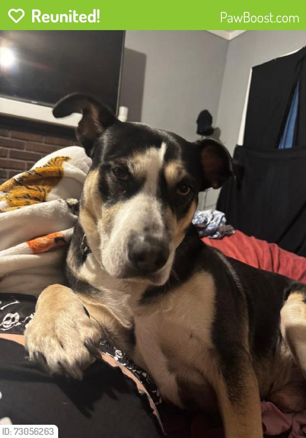 Reunited Male Dog last seen Near Dayton Eaton Pike, New Lebanon, OH 45345, USA, New Lebanon, OH 45345