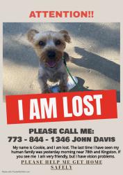 Lost Female Dog last seen Near yates, Chicago, IL 60617
