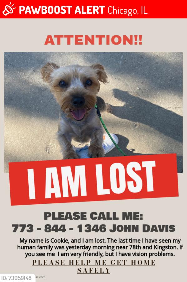 Lost Female Dog last seen Near yates, Chicago, IL 60617