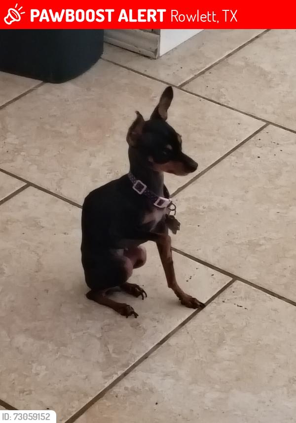 Lost Female Dog last seen Luna drive, Rowlett, TX 75088
