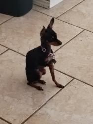 Lost Female Dog last seen Luna drive, Rowlett, TX 75088
