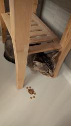Found/Stray Unknown Cat last seen Altamonte Mall, Altamonte Springs, FL 32701