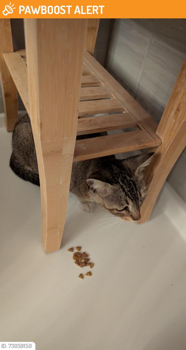 Found/Stray Unknown Cat last seen Altamonte Mall, Altamonte Springs, FL 32701