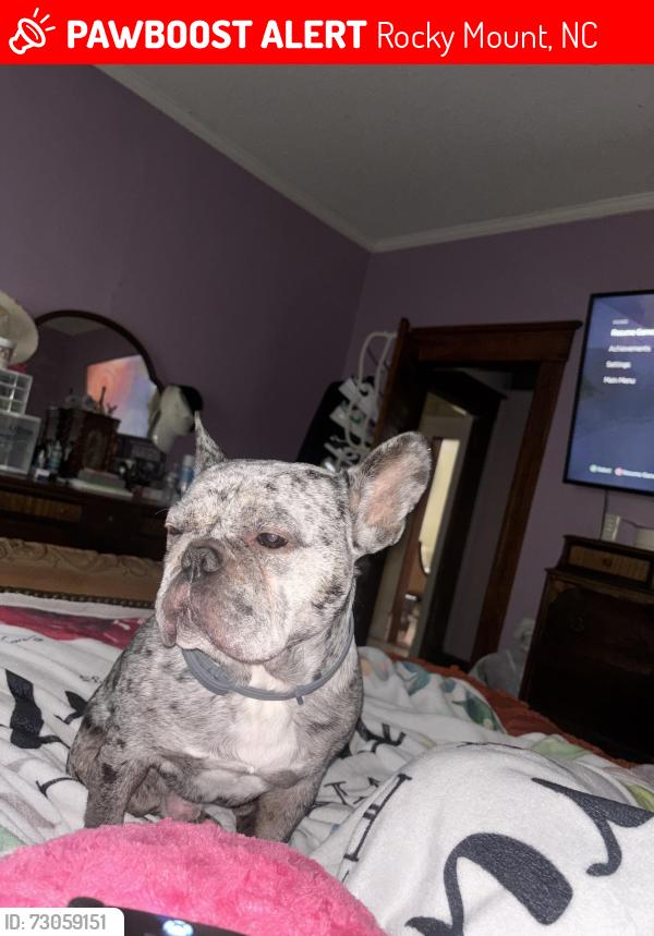 Lost Male Dog last seen Near Avondale Ct, Rocky Mount, NC 27803