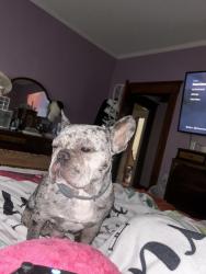 Lost Male Dog last seen Near Avondale Ct, Rocky Mount, NC 27803
