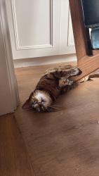 Reunited Female Cat last seen Westcombe Park , Greater London, England 