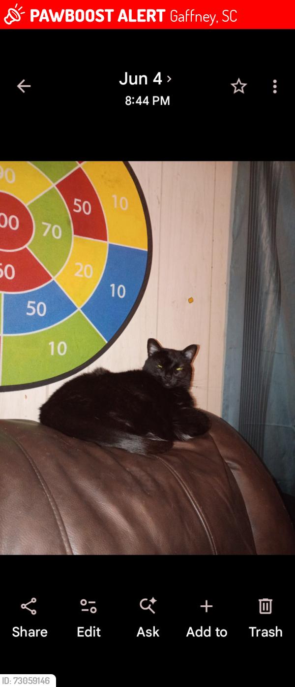 Lost Female Cat last seen Railroad Ave., Gaffney, SC 29340