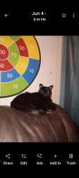Lost Female Cat last seen Railroad Ave., Gaffney, SC 29340
