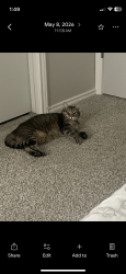 Lost Male Cat last seen Christopher Ave and Chisholm Valley Dr, Round Rock, TX 78681