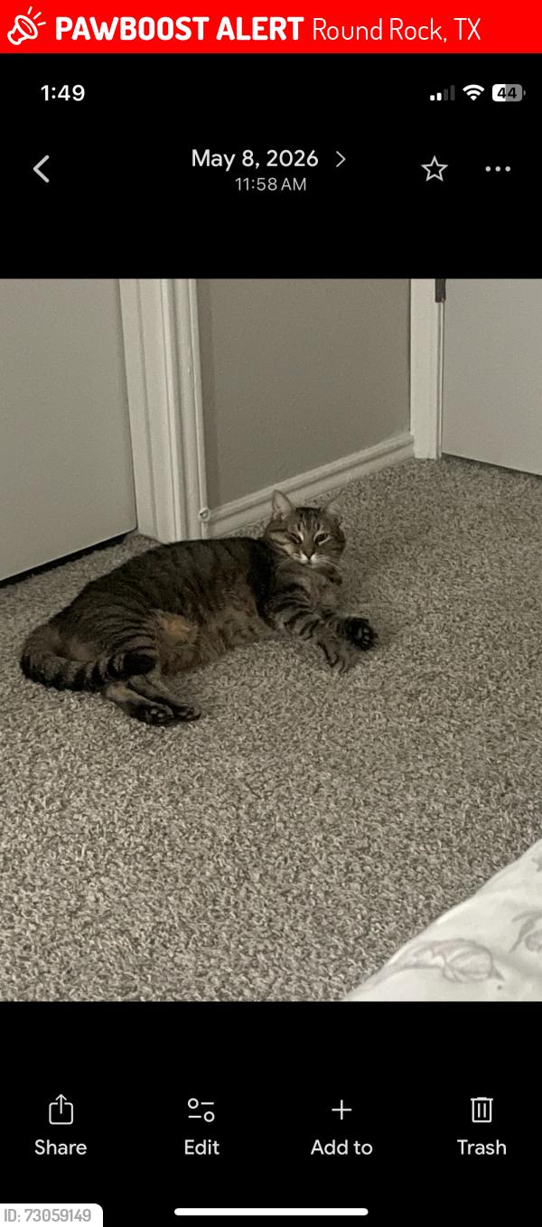 Lost Male Cat last seen Christopher Ave and Chisholm Valley Dr, Round Rock, TX 78681