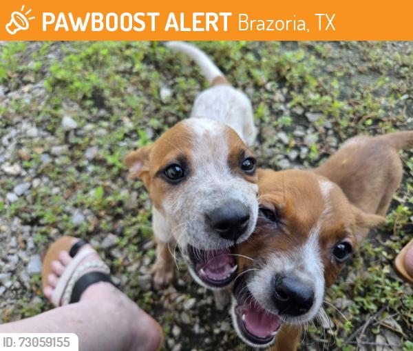 Found/Stray Male Dog last seen Near CR 344, Brazoria, TX, Brazoria, TX 77422