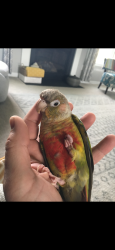 Lost Female Bird last seen Amelia Olive Branch, Judd Road, Ohio 125, Beechmont, Amelia, OH 45102