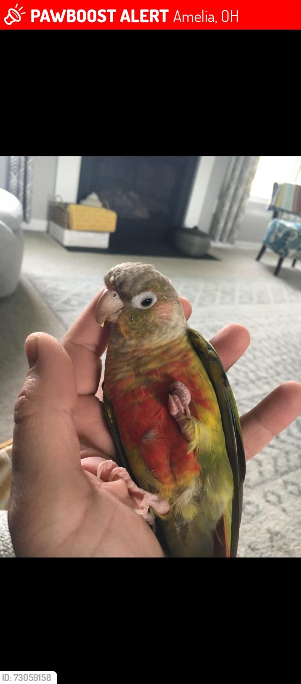 Lost Female Bird last seen Amelia Olive Branch, Judd Road, Ohio 125, Beechmont, Amelia, OH 45102
