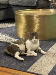Found/Stray Male Cat last seen Bentham, Queens, NY 11373