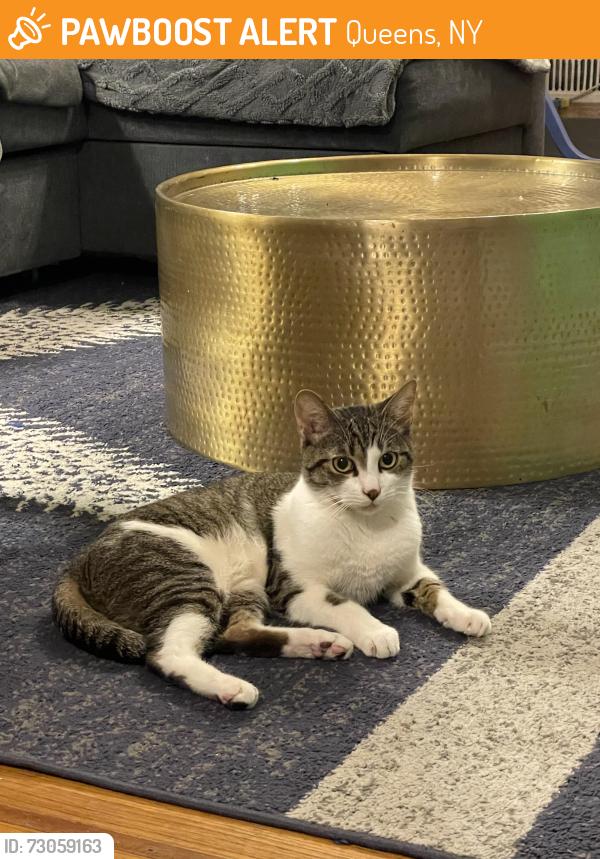 Found/Stray Male Cat last seen Bentham, Queens, NY 11373