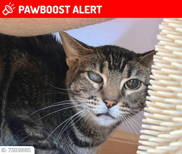 Lost Female Cat last seen Near Hawkins Ave, Lake Ronkonkoma, NY 11779, Estados Unidos, Lake Ronkonkoma, NY 11779