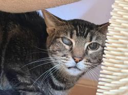 Lost Female Cat last seen Near Hawkins Ave, Lake Ronkonkoma, NY 11779, Estados Unidos, Lake Ronkonkoma, NY 11779