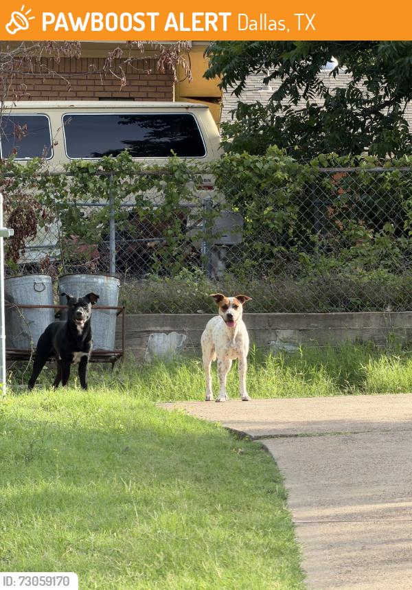 Found/Stray Female Dog last seen Polk and red bird, Dallas, TX 75232