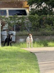 Found/Stray Female Dog last seen Polk and red bird, Dallas, TX 75232