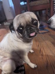 Found/Stray Female Dog last seen Alameda, Corpus Christi, TX 78411