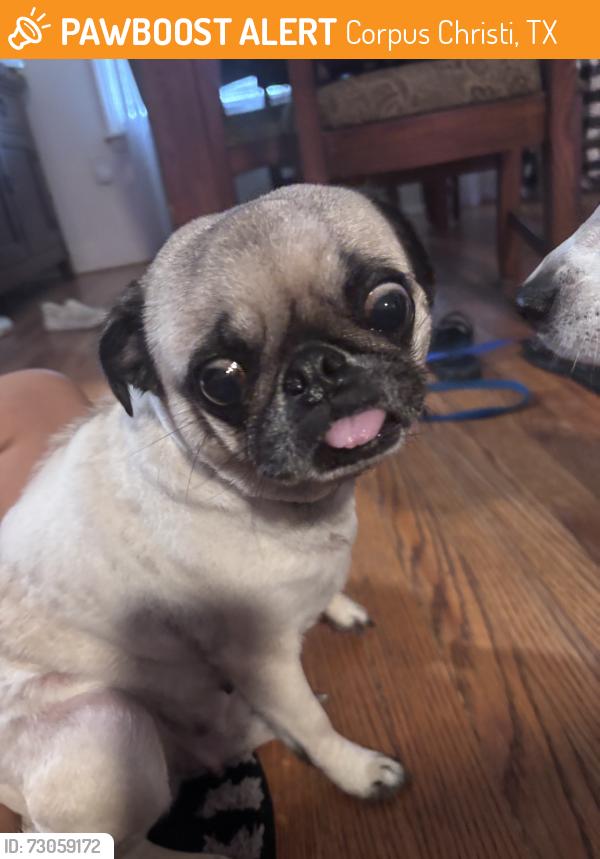 Found/Stray Female Dog last seen Alameda, Corpus Christi, TX 78411