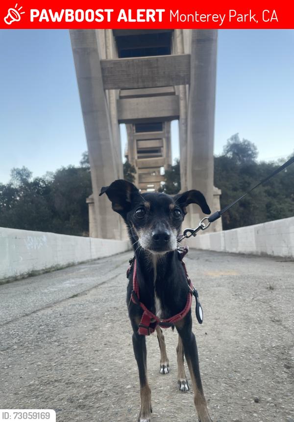 Lost Female Dog last seen Coral View St and Wilcox Ave, Monterey Park, CA 91755