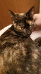 Lost Female Cat last seen The Crossings, Lake Mary, Lake Mary, FL 32746