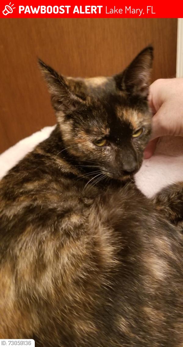 Lost Female Cat last seen The Crossings, Lake Mary, Lake Mary, FL 32746
