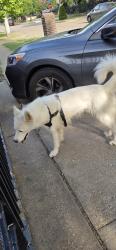 Found/Stray Unknown Dog last seen W Fogg St and S Adams St, Fort Worth, TX 76110