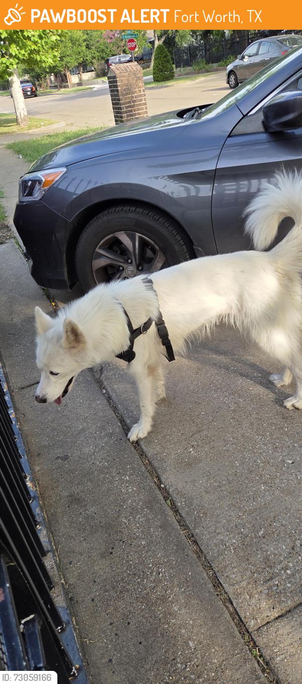 Found/Stray Unknown Dog last seen W Fogg St and S Adams St, Fort Worth, TX 76110