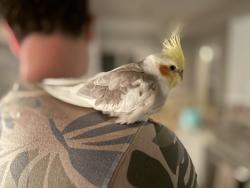 Lost Unknown Bird last seen Business 70 and old 86 intersection (Forest Ridge Neighborhood) in Hillsborough, Hillsborough, NC 27278
