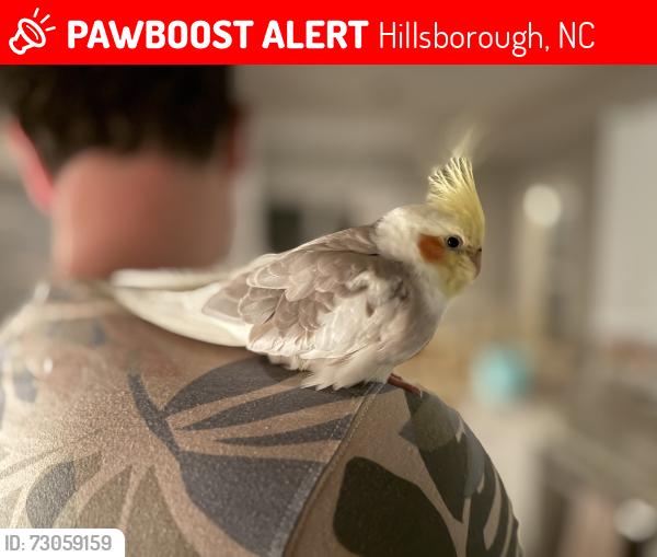 Lost Unknown Bird last seen Business 70 and old 86 intersection (Forest Ridge Neighborhood) in Hillsborough, Hillsborough, NC 27278