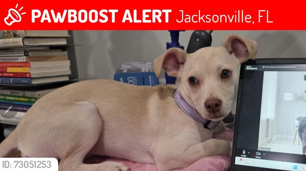Lost Female Dog last seen Cortez Rd. just north of Beach Blvd., Jacksonville, FL 32246