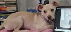 Lost Female Dog last seen Cortez Rd. just north of Beach Blvd., Jacksonville, FL 32246